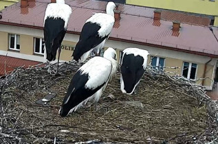 Obraz podglądu z kamery internetowej storks Brzozów